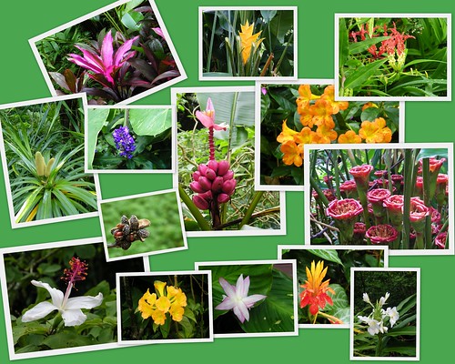 hawaiian flower pictures