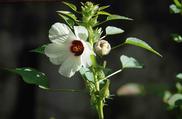 Roselle flowersHibiscus