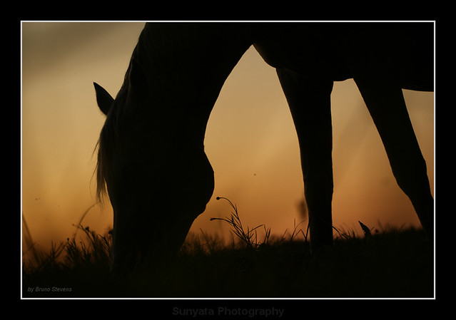 Horse Silhouette by Sunyata Photography