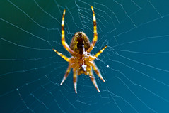 Spider in the web