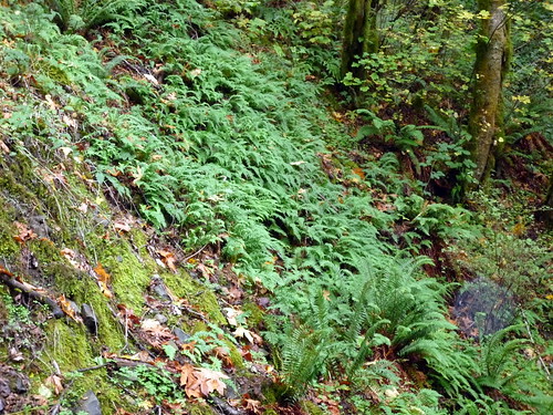 Bridal Veil Creek Ferns Image by gharness