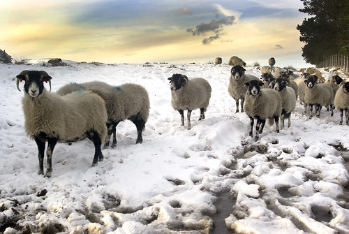 Winter Sheep by Sheffield Tiger