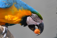 Psittacidae - Periquitos e papagaios