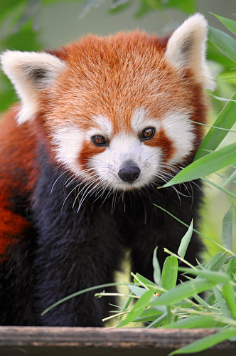 Posing red panda
