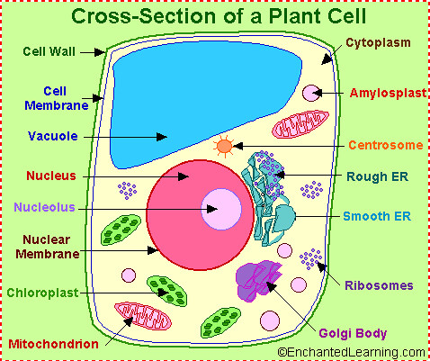 Plant cell labels | Flickr - Photo Sharing!