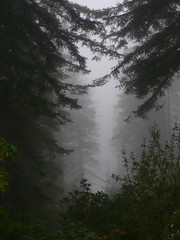 The Redwood Trees