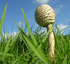 Mushroom.- Parasol-mushroom.