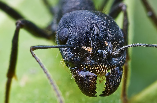 Black Ant Portrait