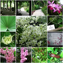 Botanical Gardens Singapore Exploration