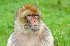Trentham Monkey Forrest