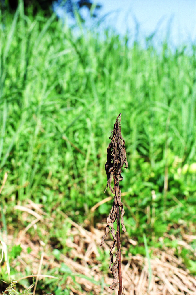 枯れ草と緑 2009/08/16 FM2_029_0014