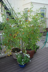 sungold tomato plants in containers