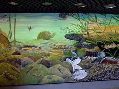Tennessee Aquarium
