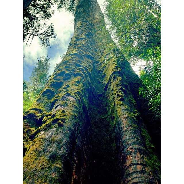 One of the worlds tallest flowering plants (over 85m!), this is a mountain ash (Eucalyptus regnans) that we visited in the Styx Forest yesterday - I gave this behemoth a big hug by way of thanks for casting out oxygen for the last 400 years. Nice work, na