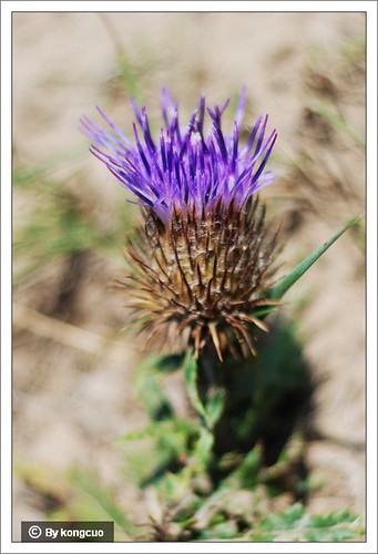 内蒙古植物照片-菊科蝟菊属火媒草
