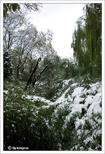 紫竹院-被大雪压倒的柳树