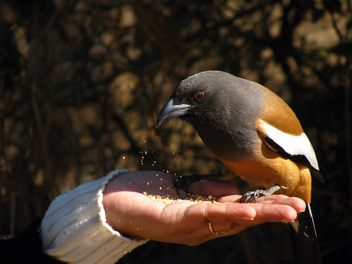 Bird Feeding at Sariska Tiger Reserve