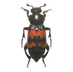 Beetles: Silphidae