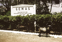 Color shots in Gemas and STAR; 1960's