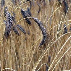 wheat portraits