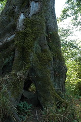 Entity Cave Tree in Carkeek Park, Pacific Ocean, Seattle, Washington, USA