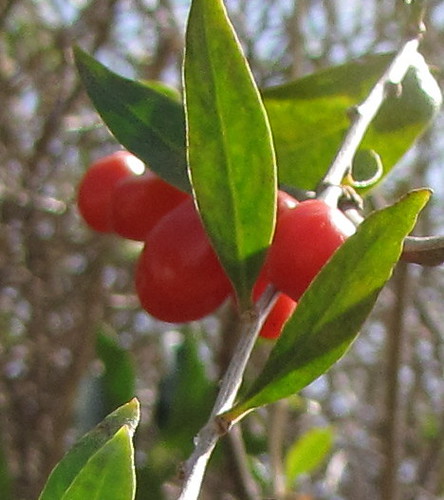 Duke of Argyll's Teaplant  (Lycium barbarum)