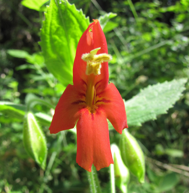 scarlet monkeyflower - mimulus cardinalis