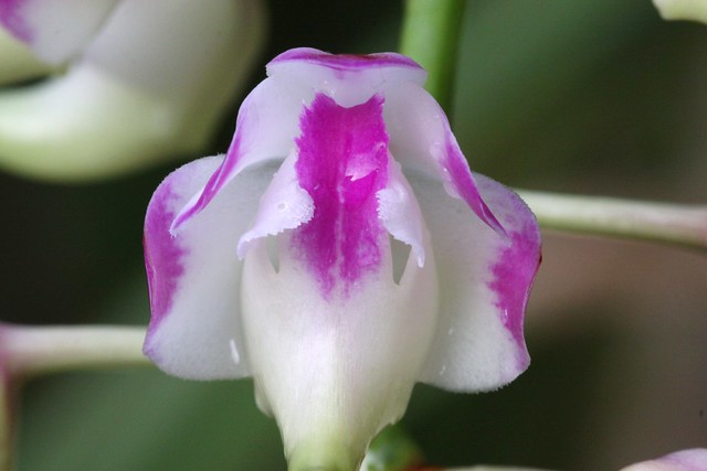 Aerides lawrenciae, Orchids blooming in my greenhouse today.