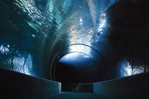 underwater viewing tube