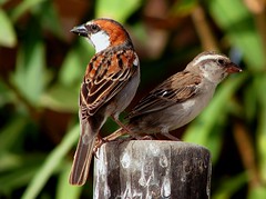 Aves de Cabo Verde