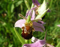 Orchids UK