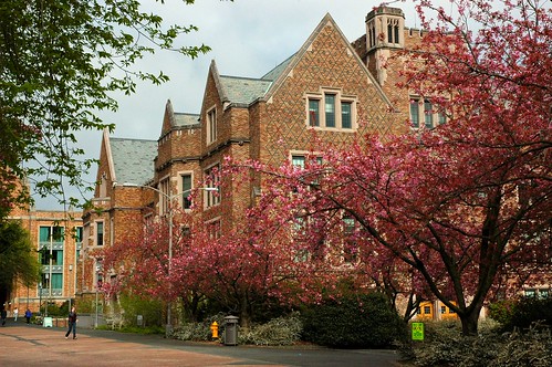 Mary Gates Hall, pink cherry trees in bloom, University of Washington, Seattle, Washington, USA by Wonderlane