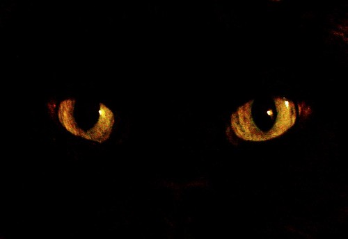 The eyes of an old black cat
