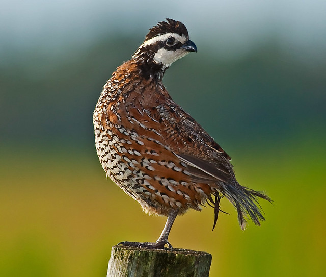 Northern Bobwhite Quail Male On Fence Post Lindas Image A Photo On