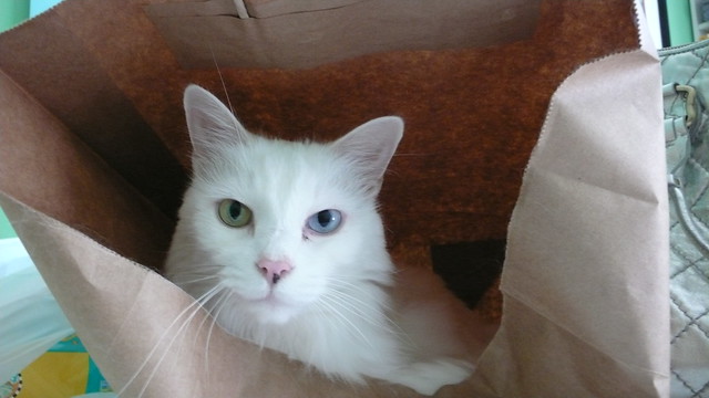 Ludwig in a bag