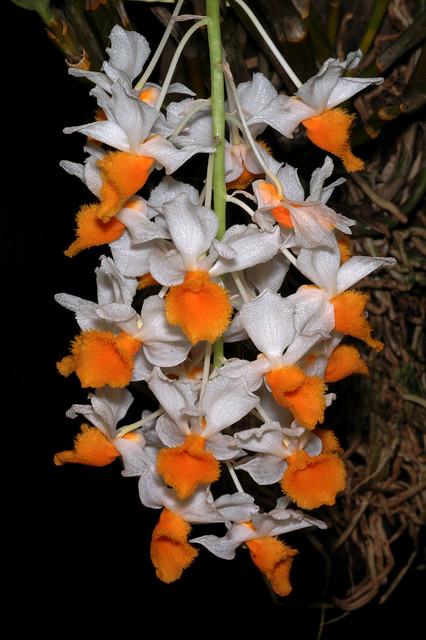 Dendrobium thrysiflorum