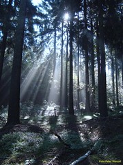 Kamerapirsch in Wald und Flur