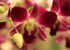 Changi Orchid
