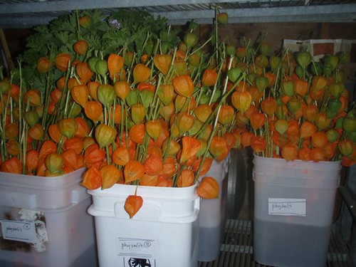 orange chinese lanterns