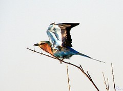 Aves/Namibia/2009