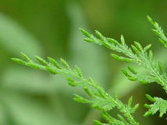 Spikemosses / Selaginellaceae