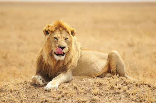 無料写真素材|動物|ライオン