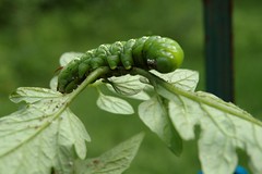 Garden Pest