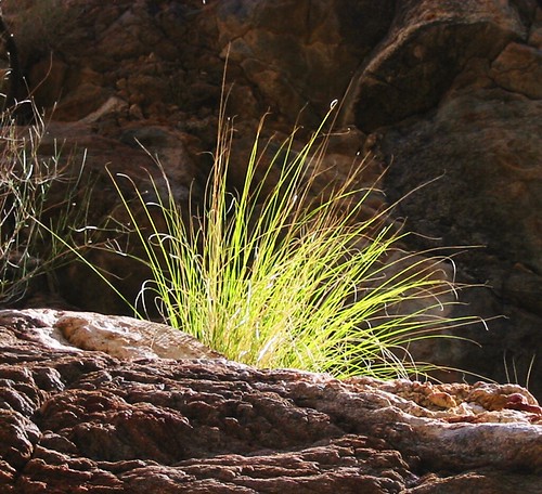 Grass in Palm Canyon