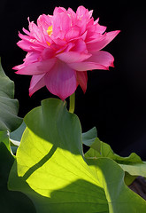 Pink Flower (Flowers)