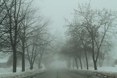 The Mist 