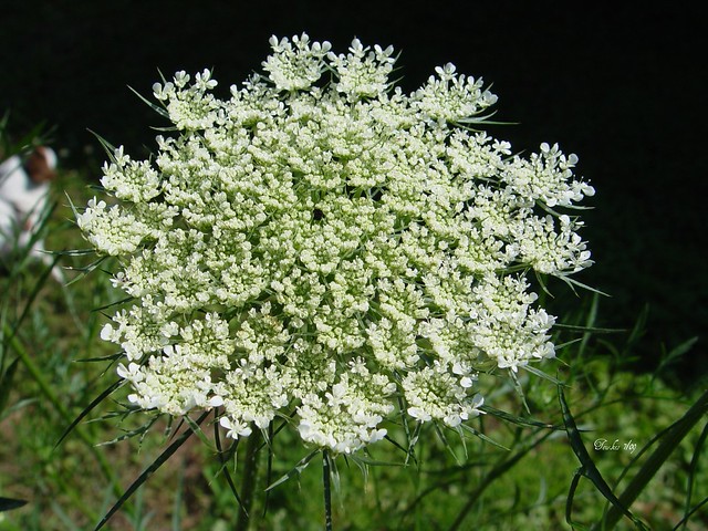 Queen Anne's Lace by Flickr user gb_packards