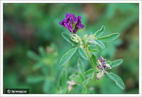 内蒙古植物照片-紫苜蓿，豆科苜蓿属