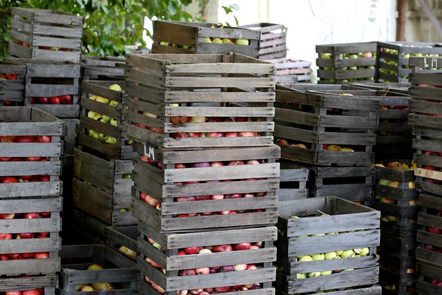 Crates of Apples. Last Monday Mr Chiots and I stopped by a local orchard to