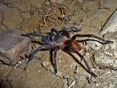 Spiders & Scorpions of Peru